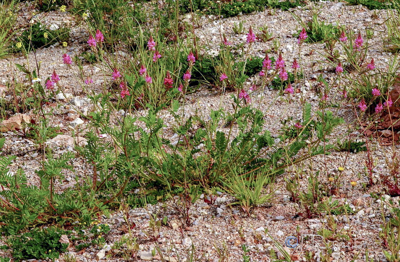 Onobrychis viciifolia.05