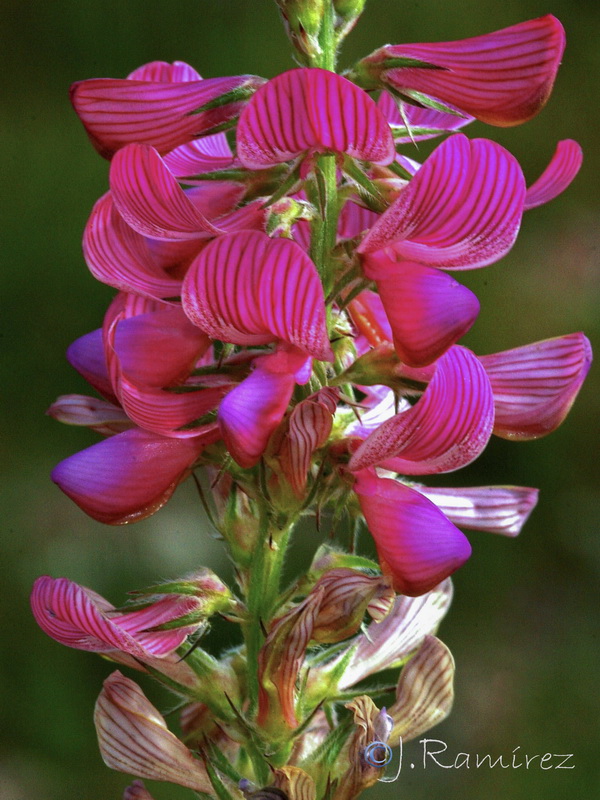 Onobrychis viciifolia.08