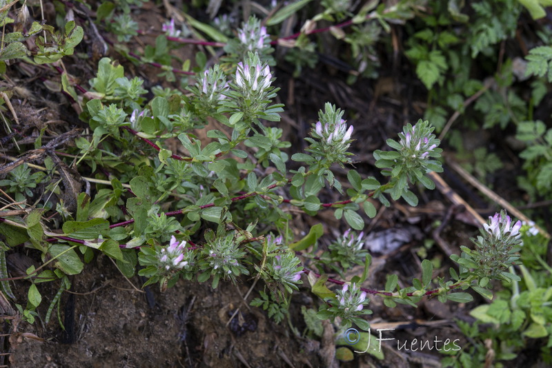 Ononis alopecuroides alopecuroides.01