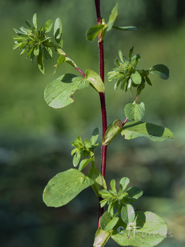 Ononis alopecuroides alopecuroides.02
