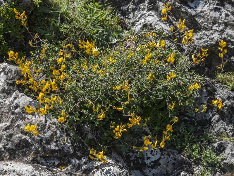 Ononis aragonensis.01