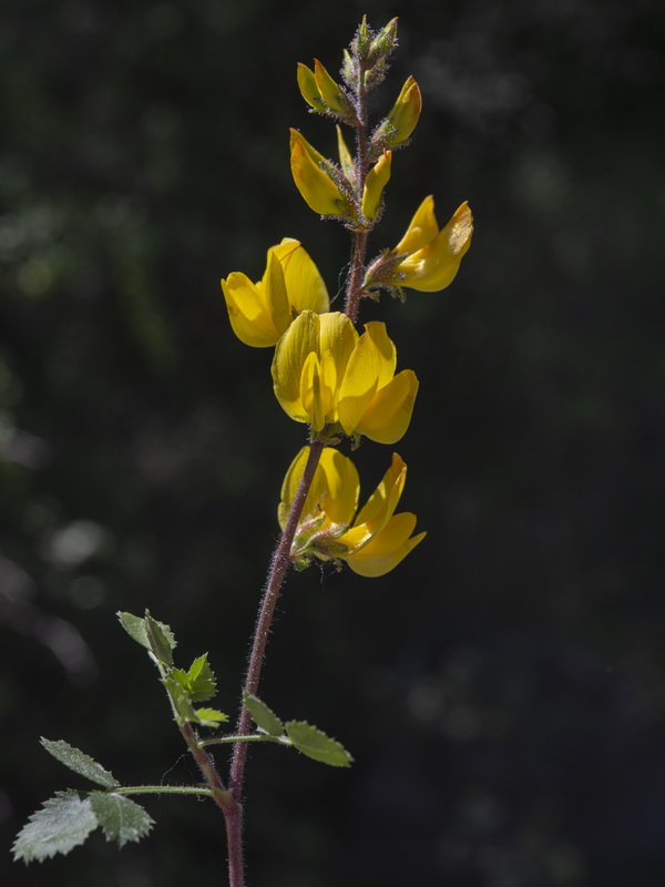 Ononis aragonensis.07