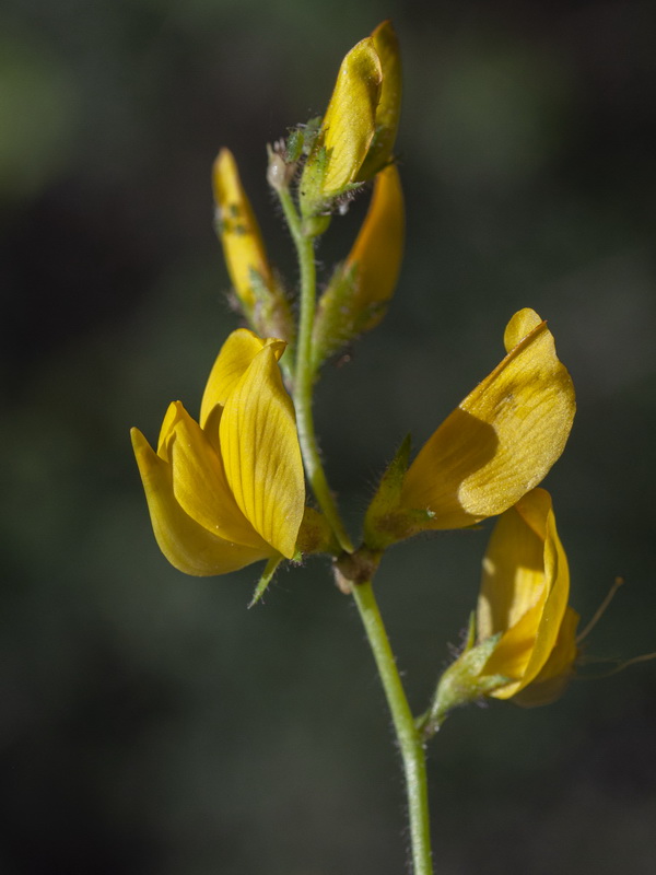 Ononis aragonensis.08