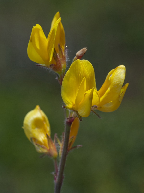 Ononis aragonensis.10