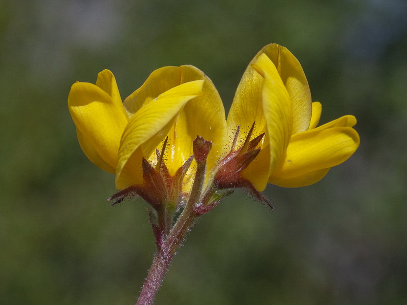 Ononis aragonensis.13