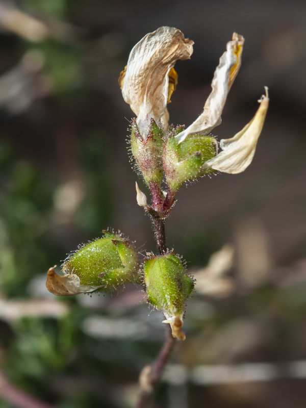 Ononis aragonensis.19