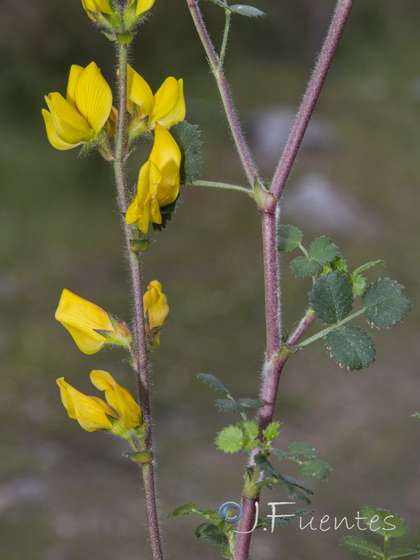 Ononis aragonensis.23