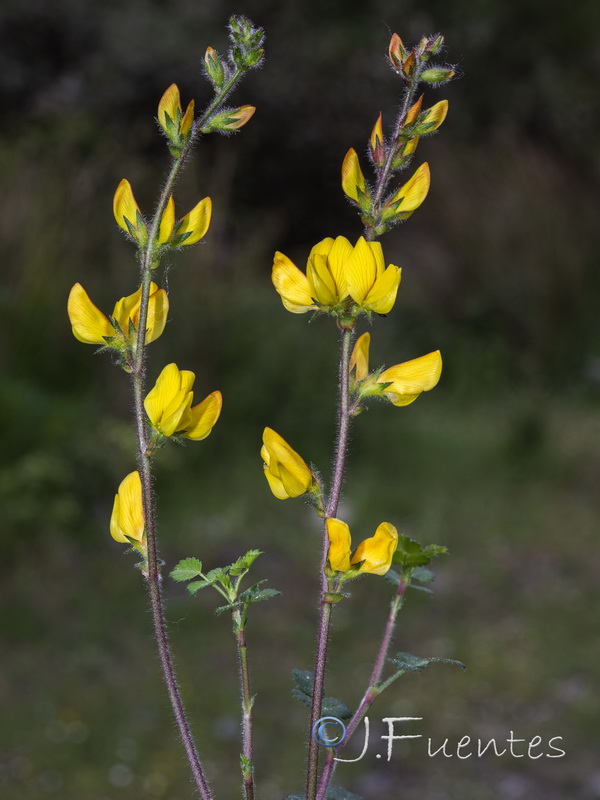 Ononis aragonensis.24