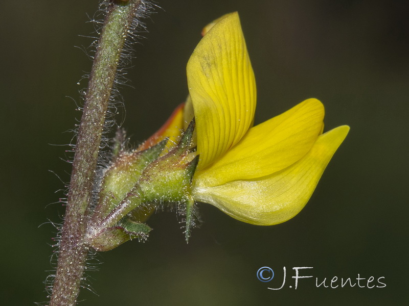 Ononis aragonensis.25