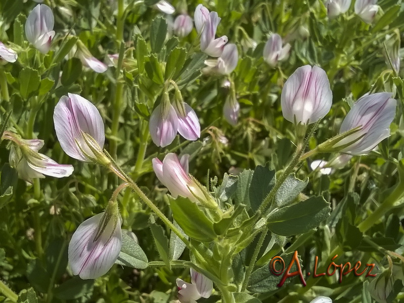 Ononis biflora.02