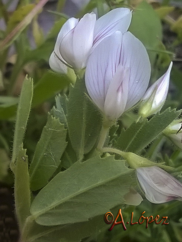 Ononis biflora.05
