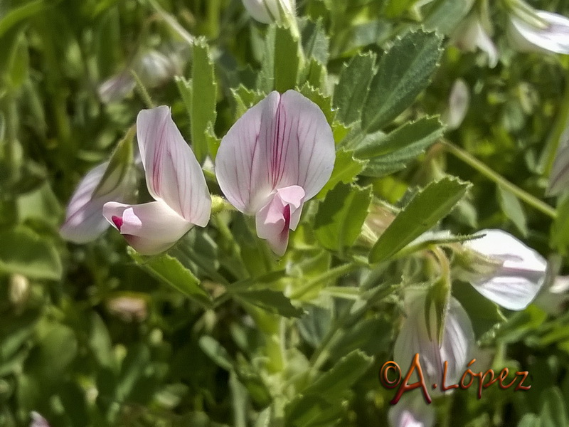 Ononis biflora.06