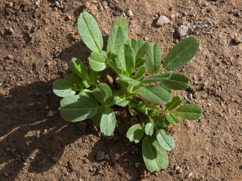 Ononis biflora.31