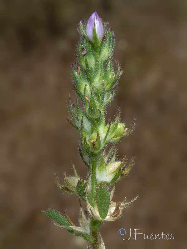Ononis broteriana.09