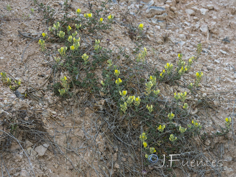 Ononis cephalotes.01