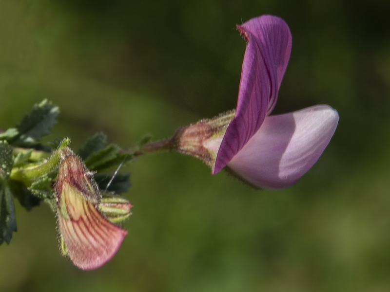 Ononis cristata.07