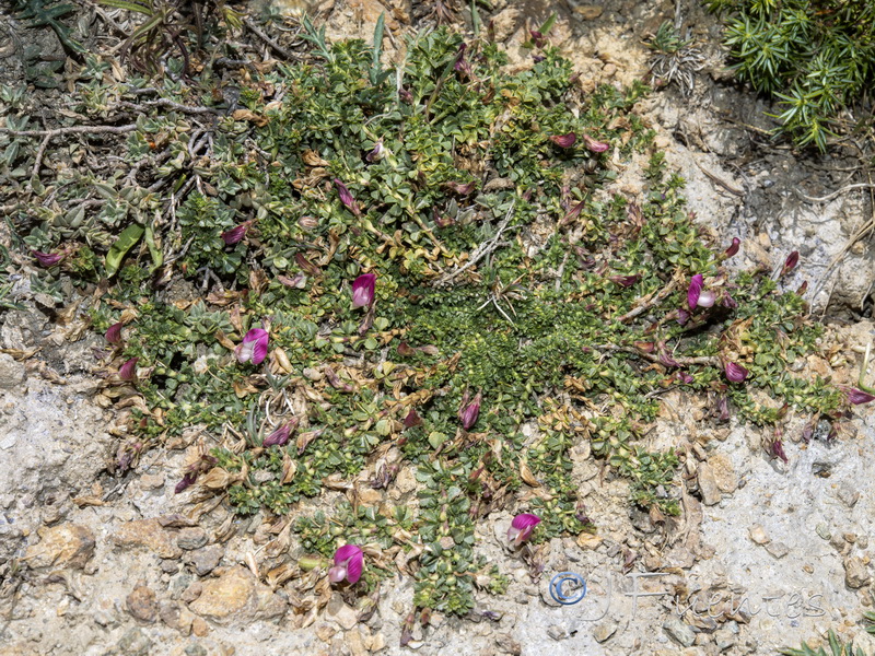Ononis cristata.10