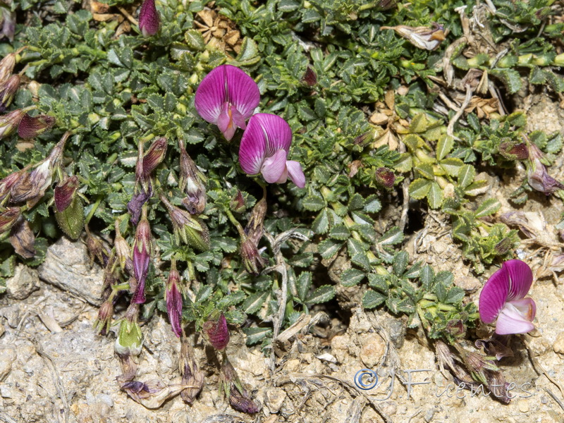 Ononis cristata.11