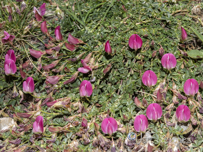Ononis cristata.12