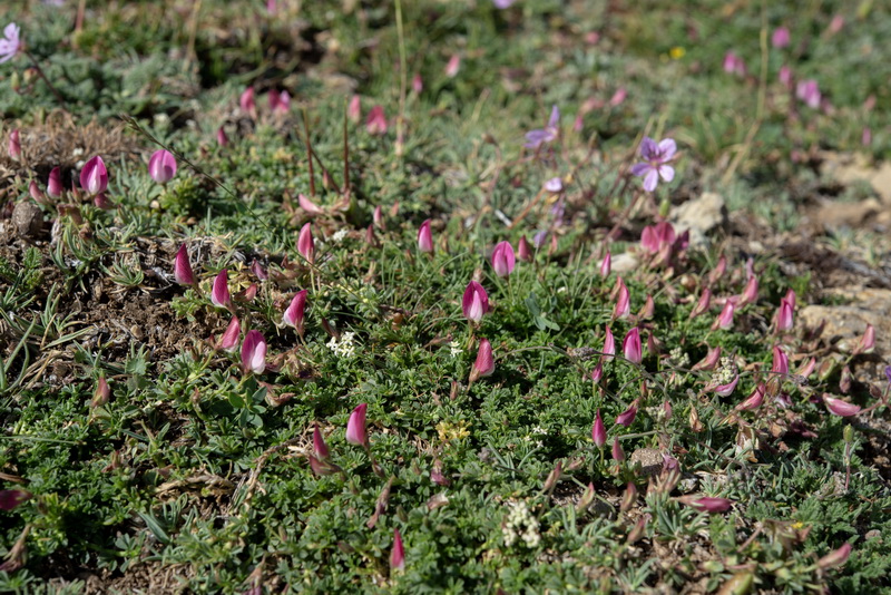 Ononis cristata.10