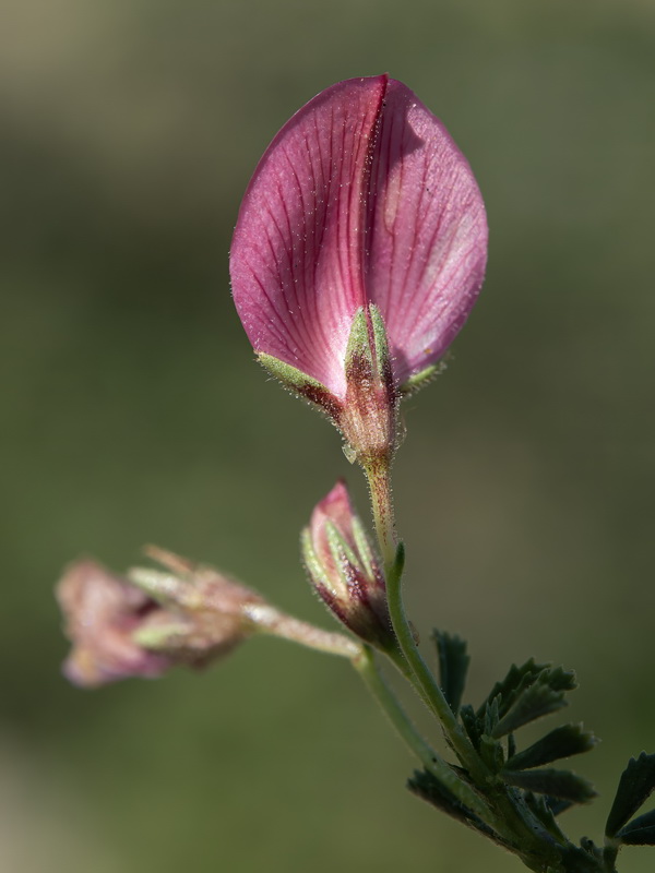 Ononis cristata.07