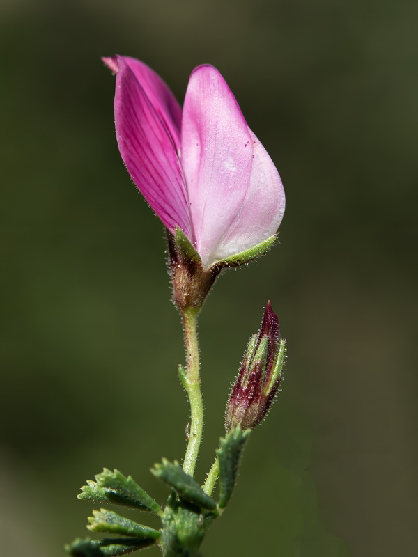 Ononis cristata.05