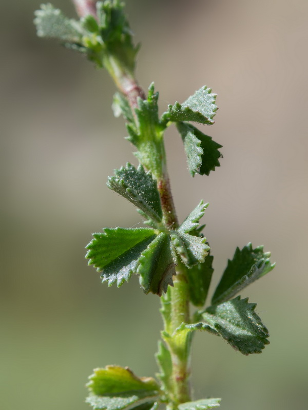 Ononis cristata.29