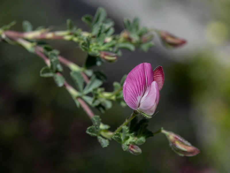 Ononis cristata.06