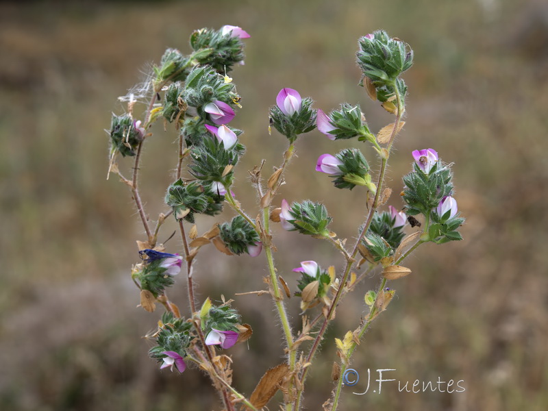 Ononis filicaulis.09