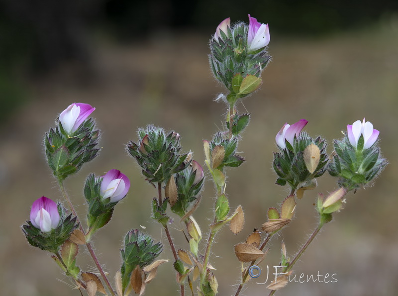 Ononis filicaulis.10