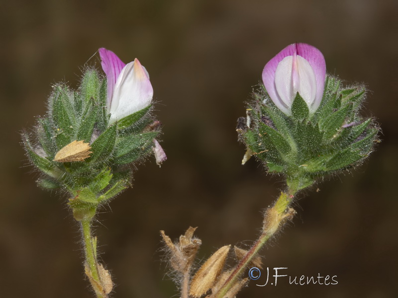 Ononis filicaulis.11