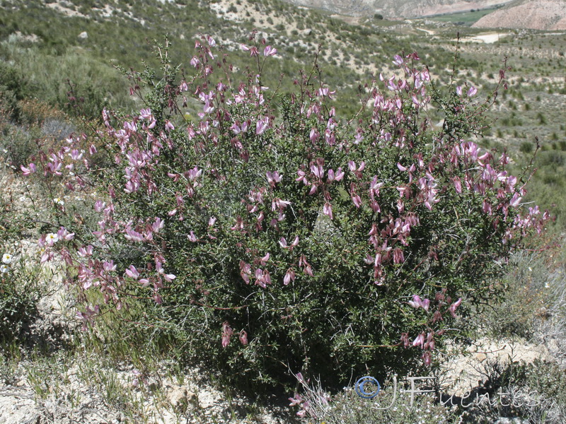 Ononis fruticosa.01