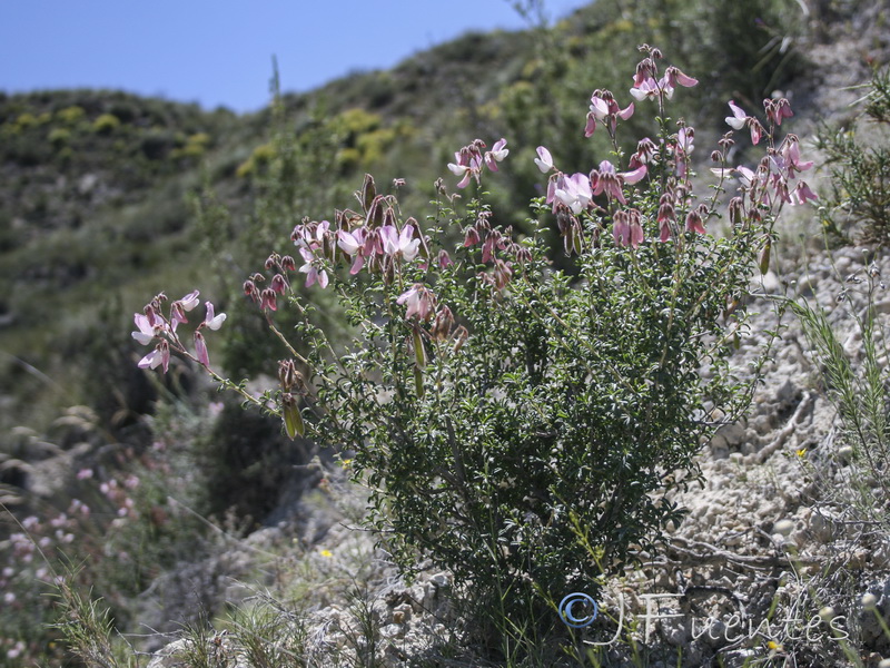 Ononis fruticosa.02