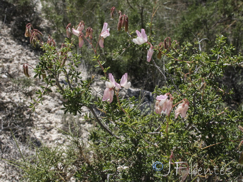 Ononis fruticosa.04