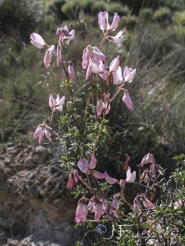Ononis fruticosa.05