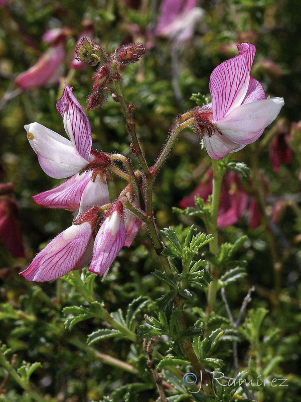 Ononis fruticosa.07