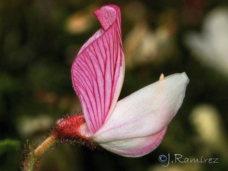 Ononis fruticosa.09
