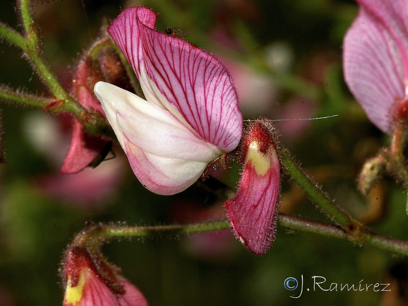 Ononis fruticosa.10