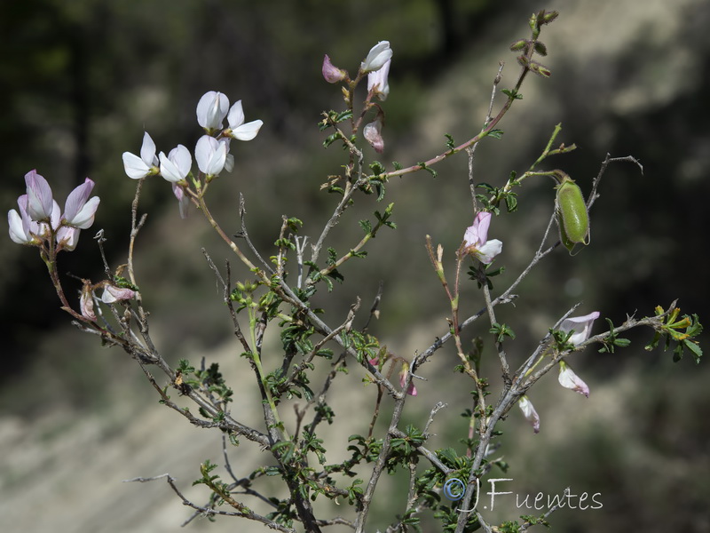 Ononis fruticosa.05