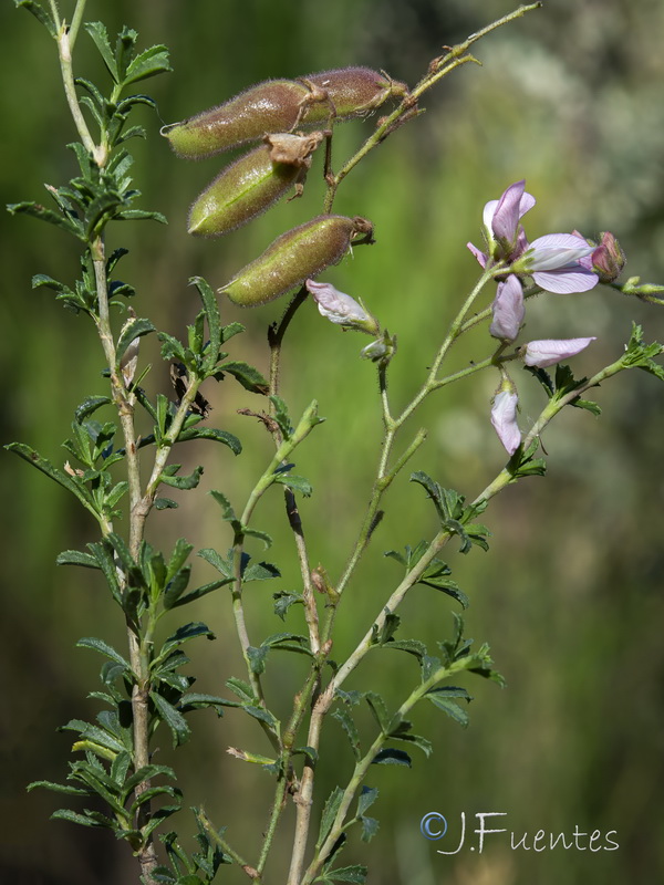 Ononis fruticosa.12