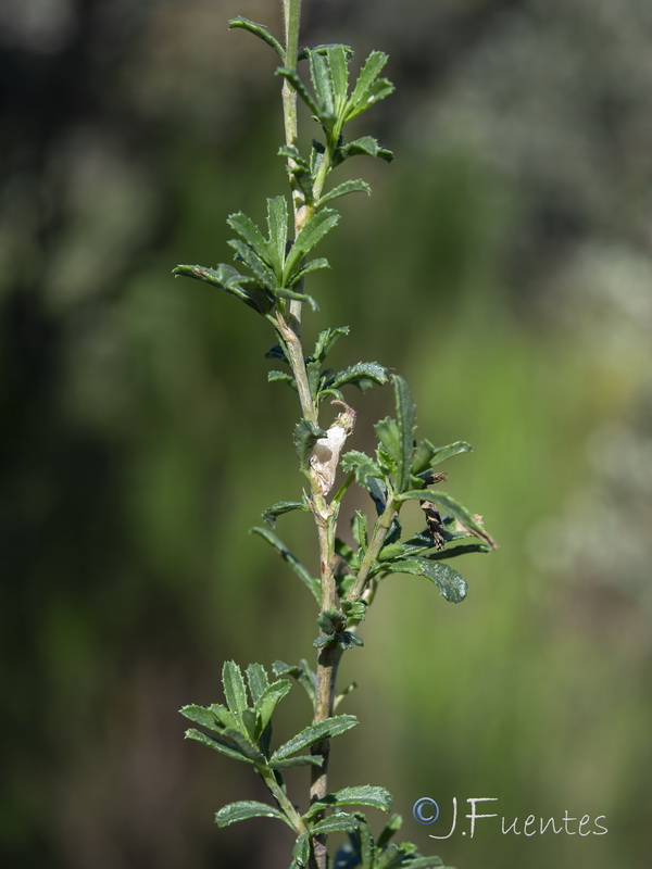 Ononis fruticosa.06