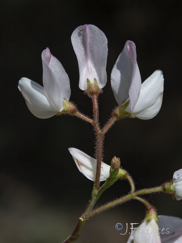 Ononis fruticosa.16
