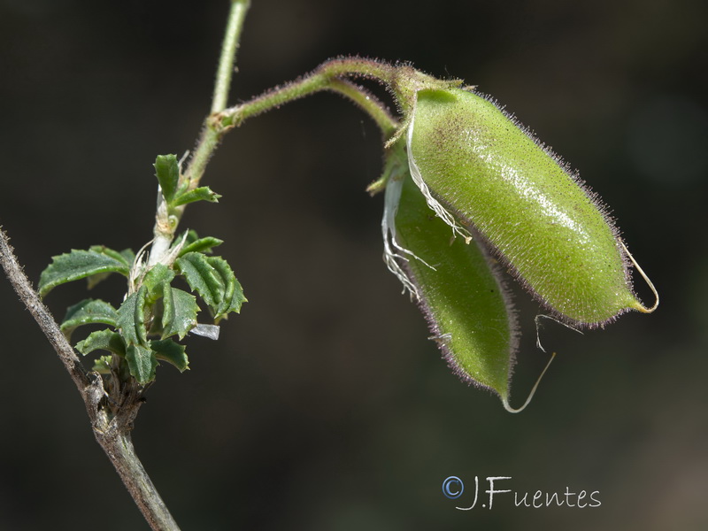 Ononis fruticosa.17