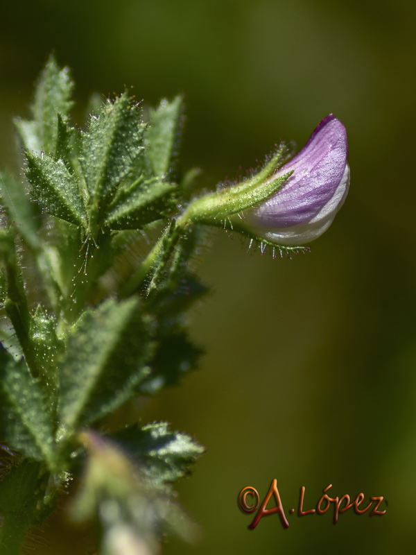 Ononis laxiflora.05