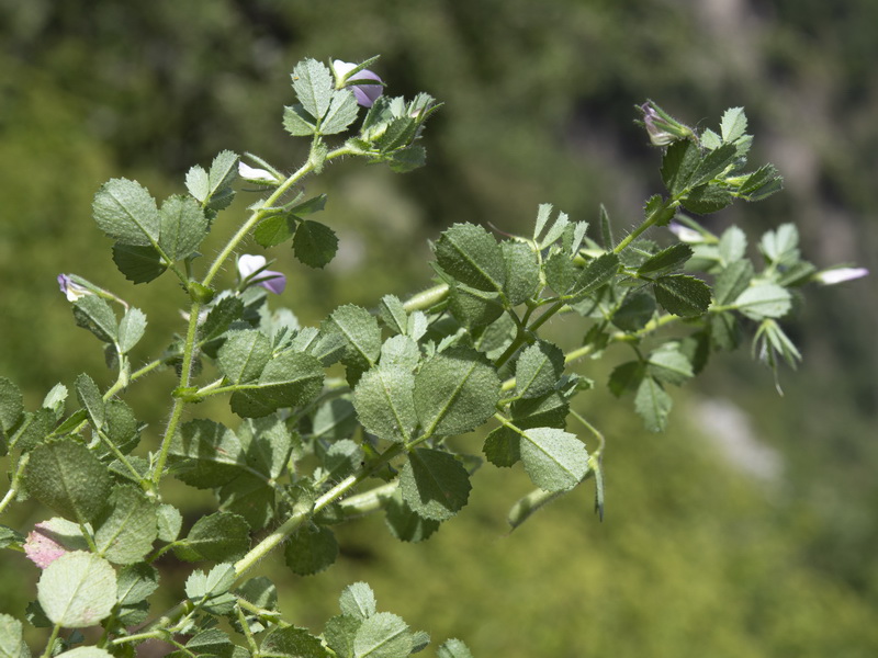 Ononis laxiflora.02