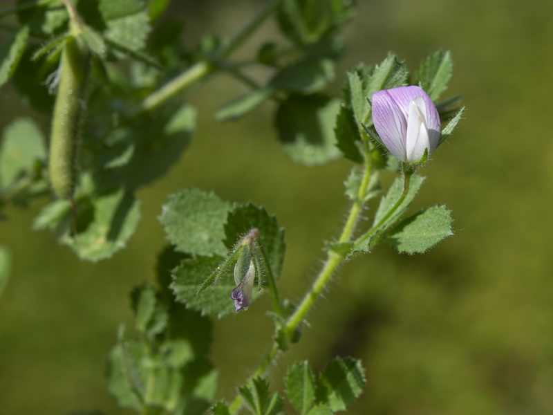 Ononis laxiflora.03