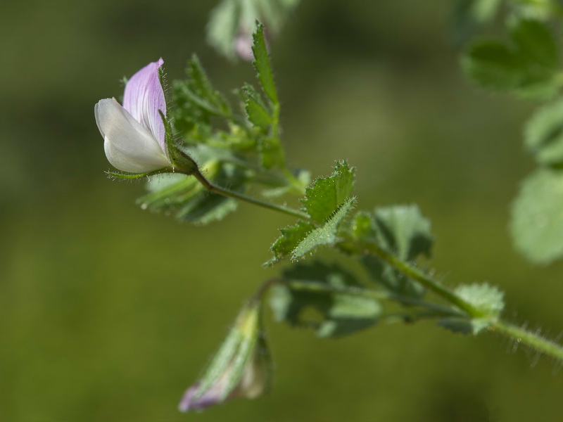 Ononis laxiflora.06