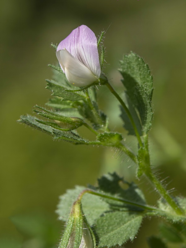 Ononis laxiflora.13