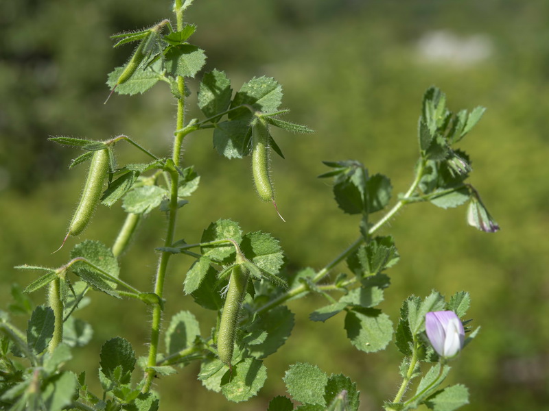 Ononis laxiflora.15