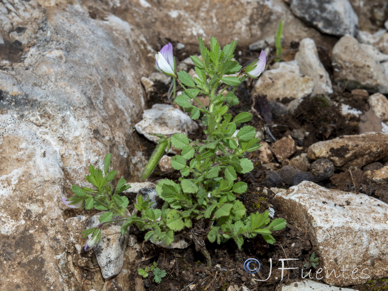 Ononis laxiflora.01